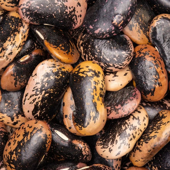 Bean Seeds - Runner - Painted Lady - Alliance of Native Seedkeepers - Beans