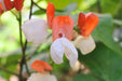 Bean Seeds - Runner - Painted Lady - Alliance of Native Seedkeepers - Beans