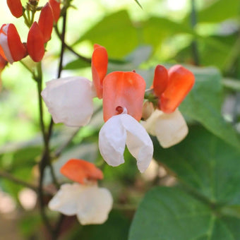 Bean Seeds - Runner - Painted Lady - Alliance of Native Seedkeepers - Beans