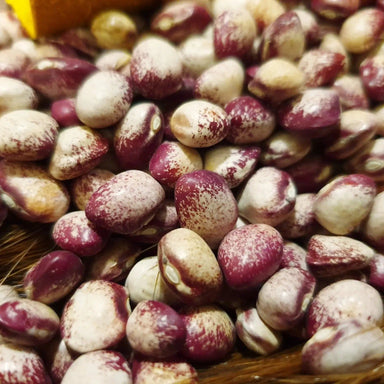 Bean Seeds - Seneca Cornstalk - Alliance of Native Seedkeepers - Beans