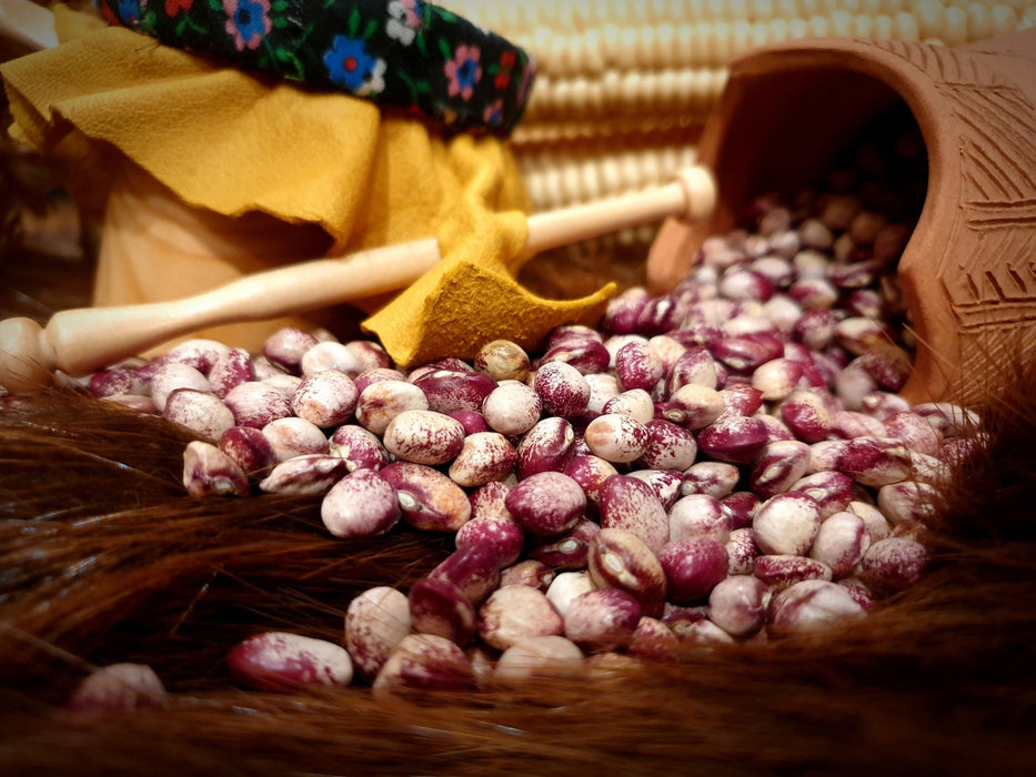 Bean Seeds - Seneca Cornstalk - Alliance of Native Seedkeepers - Beans