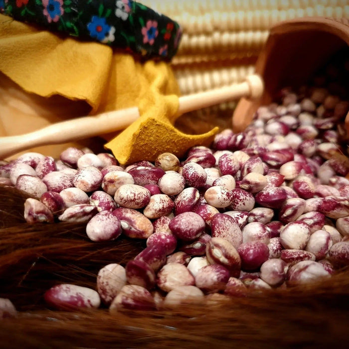 Bean Seeds - Seneca Cornstalk - Alliance of Native Seedkeepers - Beans