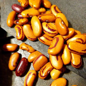 Chocolate Bean Seeds - Bush - Tiger's Eye Alliance Of Native Seedkeepers Vegetable Seeds
