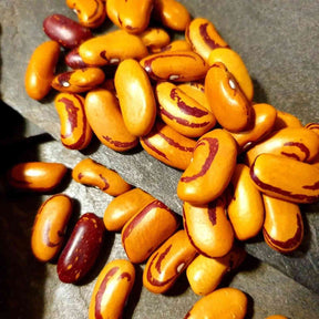 Chocolate Bean Seeds - Bush - Tiger's Eye Alliance Of Native Seedkeepers Vegetable Seeds