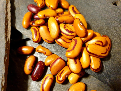 Bean Seeds - Tiger's Eye - Alliance of Native Seedkeepers - Beans