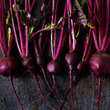 Black Beet Seeds - Bull's Blood Alliance Of Native Seedkeepers Vegetable Seeds