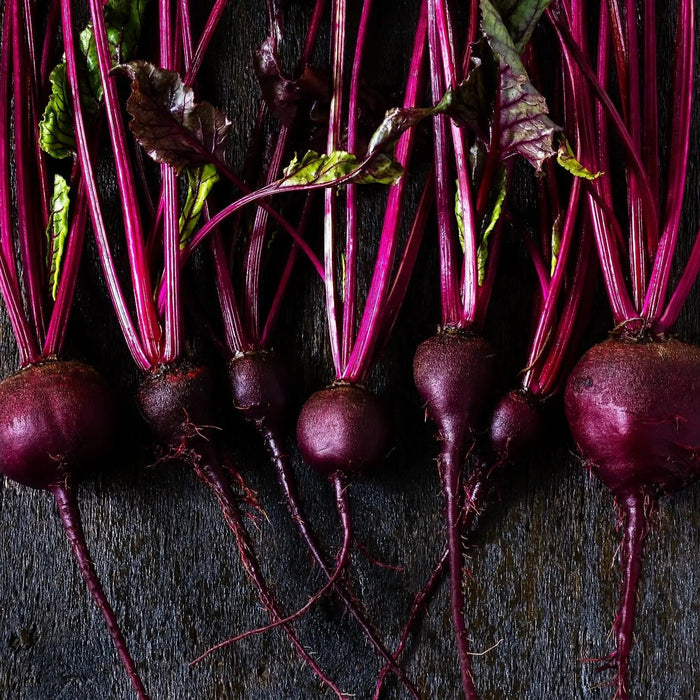 Beet Seeds - Bull's Blood - Alliance of Native Seedkeepers - Beets