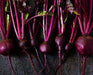 Beet Seeds - Bull's Blood - Alliance of Native Seedkeepers - Beets