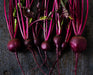 Beet Seeds - Bull's Blood - Alliance of Native Seedkeepers - Beets