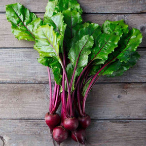 Beet Seeds - Early Wonder Tall Top - Alliance of Native Seedkeepers - Vegetable Seeds