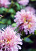 Bergamot Seeds - Wild Bee Balm - Alliance of Native Seedkeepers - 4. Bee Balm