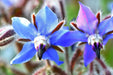 Borage Seeds - Blue - Alliance of Native Seedkeepers - Borage