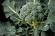 Broccoli Seeds - Di Cicco - Alliance of Native Seedkeepers - Broccoli