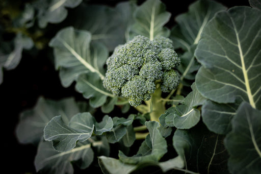 Broccoli Seeds - Di Cicco - Alliance of Native Seedkeepers - Broccoli