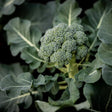 Broccoli Seeds - Di Cicco - Alliance of Native Seedkeepers - Vegetable Seeds