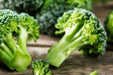 Broccoli Seeds - Green Sprouting Calabrese - Alliance of Native Seedkeepers - Broccoli