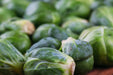 Brussels Sprouts Seeds - Long Island Improved - Alliance of Native Seedkeepers - Brussels Sprouts