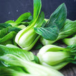 Cabbage Seeds - Bok Choy White Stemmed - Alliance of Native Seedkeepers - Vegetable Seeds