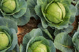 Cabbage Seeds - Copenhagen - Alliance of Native Seedkeepers - 1. All Vegetables