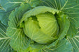 Cabbage Seeds - Early Jersey Wakefield - Alliance of Native Seedkeepers - Cabbage