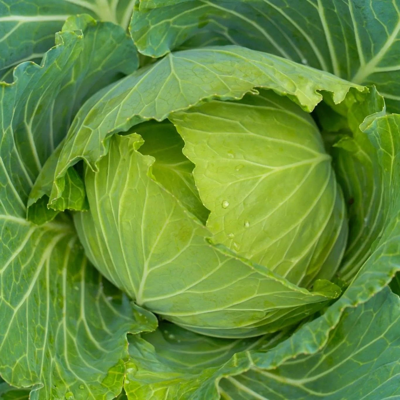 Cabbage Seeds - Early Jersey Wakefield - Alliance of Native Seedkeepers - Vegetable Seeds