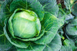 Cabbage Seeds - Late Flat Dutch - Alliance of Native Seedkeepers - 1. All Vegetables