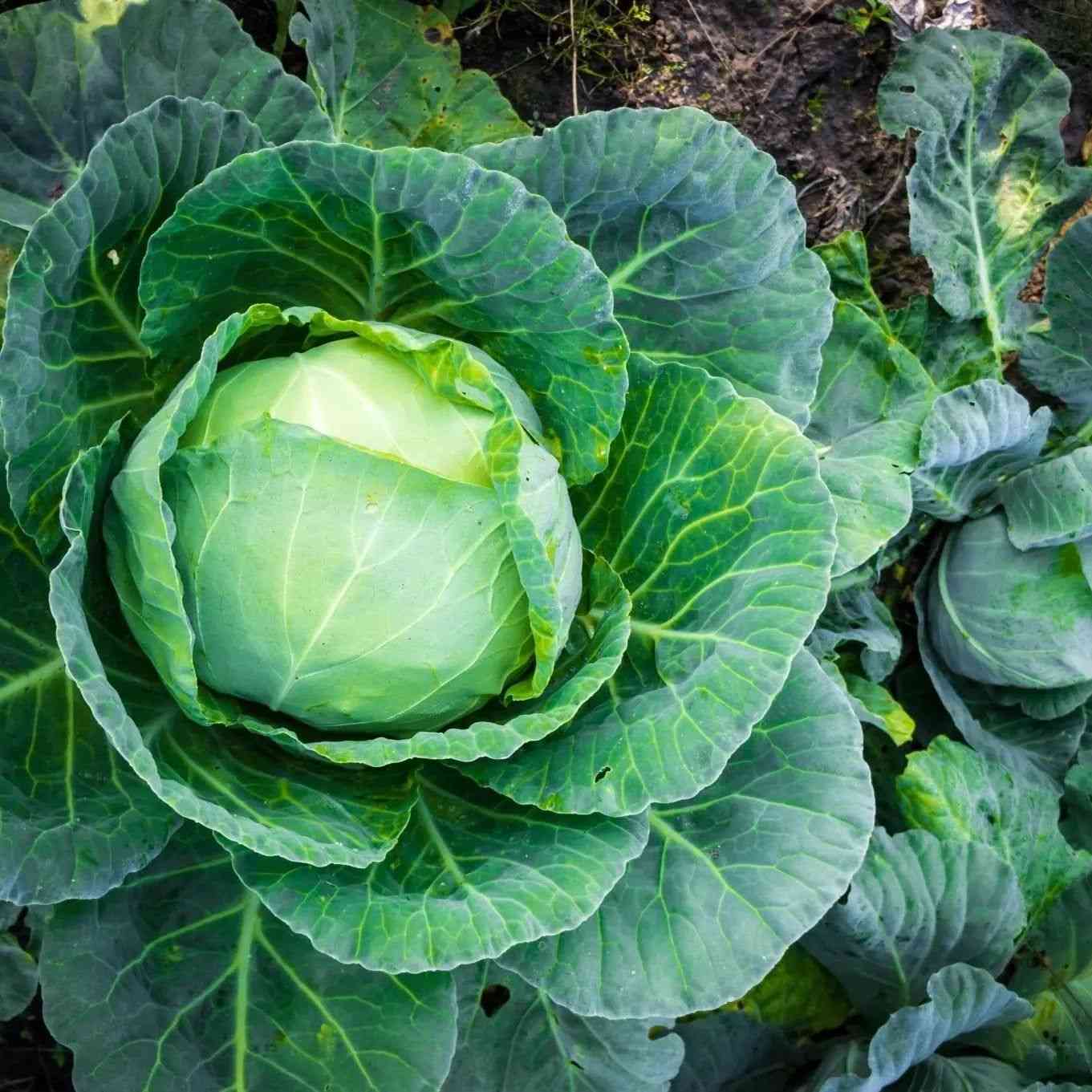 Cabbage Seeds - Late Flat Dutch Cabbage - Alliance of Native Seedkeepers - Vegetable Seeds