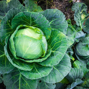 Cabbage Seeds - Late Flat Dutch Cabbage - Alliance of Native Seedkeepers - Vegetable Seeds