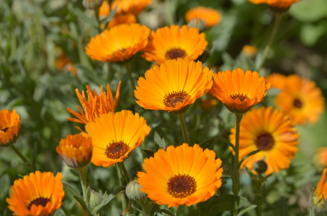 Calendula Seeds - Pacific Beauty Mix - Alliance of Native Seedkeepers - 3. All Flowers