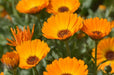 Calendula Seeds - Pacific Beauty Mix - Alliance of Native Seedkeepers - 3. All Flowers