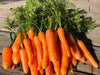 Carrot Seeds - Danvers 126 Half Long - Alliance of Native Seedkeepers - 1. All Vegetables