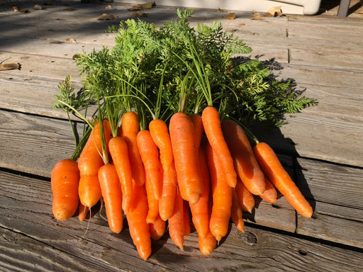 Carrot Seeds - Danvers 126 Half Long - Alliance of Native Seedkeepers - 1. All Vegetables
