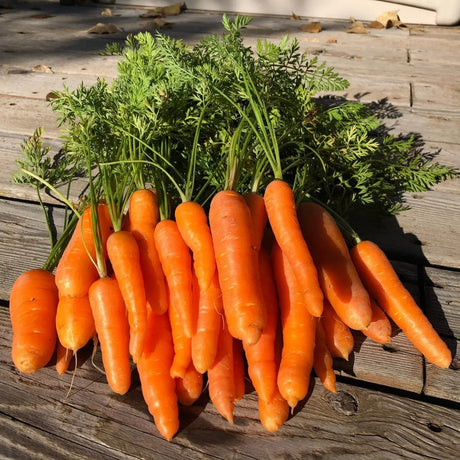 Carrot Seeds - Danvers 126 Half Long Carrot - Alliance of Native Seedkeepers - Vegetable Seeds
