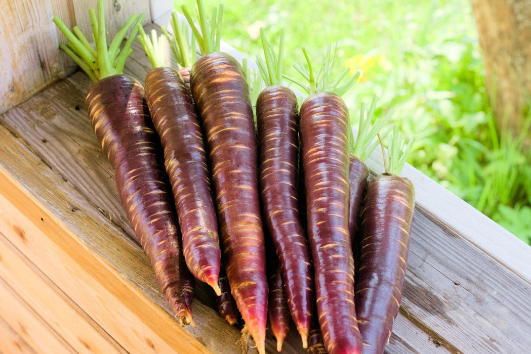 Carrot Seeds - Dragon - Alliance of Native Seedkeepers - 1. All Vegetables