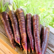 Carrot Seeds - Dragon Carrot - Alliance of Native Seedkeepers - Vegetable Seeds