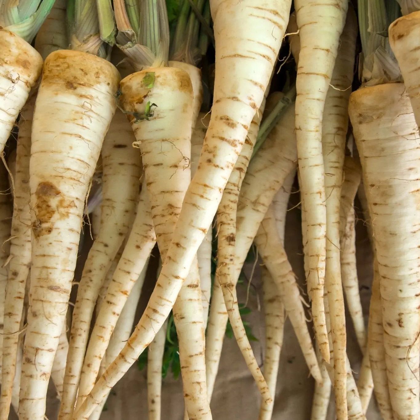 Carrot Seeds - Lunar White Carrot - Alliance of Native Seedkeepers - Vegetable Seeds