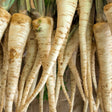 Carrot Seeds - Lunar White Carrot - Alliance of Native Seedkeepers - Vegetable Seeds