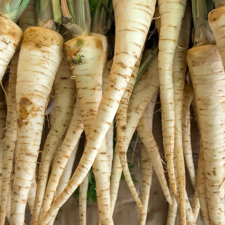 Carrot Seeds - Lunar White Carrot - Alliance of Native Seedkeepers - Vegetable Seeds
