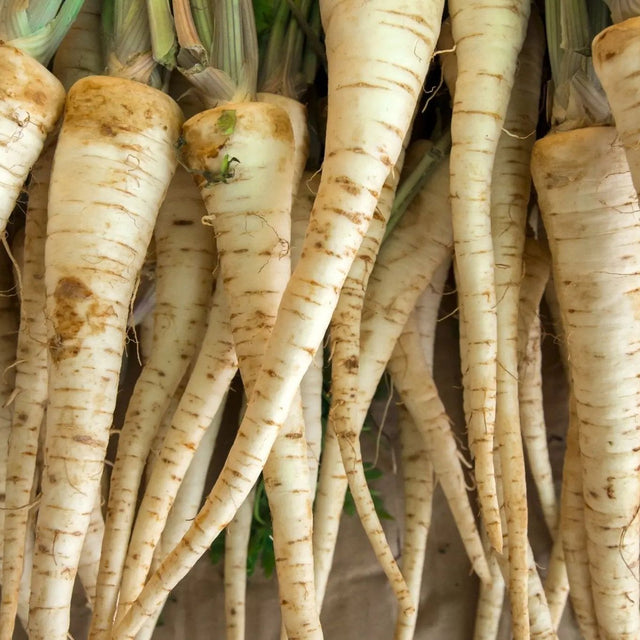 Carrot Seeds - Lunar White Carrot - Alliance of Native Seedkeepers - Vegetable Seeds
