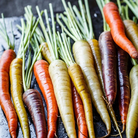 Carrot Seeds - Rainbow Mix - Alliance of Native Seedkeepers - Carrots