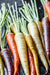 Carrot Seeds - Rainbow Mix - Alliance of Native Seedkeepers - Carrots