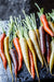 Carrot Seeds - Rainbow Mix - Alliance of Native Seedkeepers - Carrots