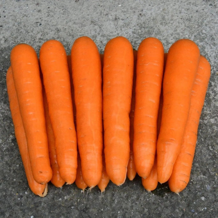 Carrot Seeds - Scarlet Nantes - Alliance of Native Seedkeepers - Carrots