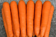 Carrot Seeds - Scarlet Nantes - Alliance of Native Seedkeepers - Carrots