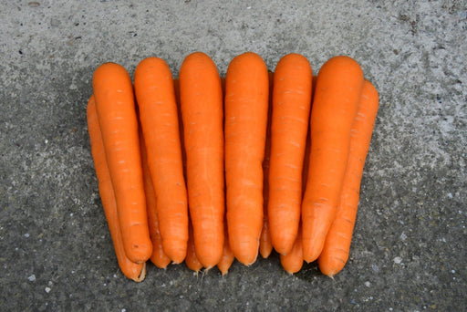 Carrot Seeds - Scarlet Nantes - Alliance of Native Seedkeepers - Carrots