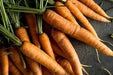 Carrot Seeds - Scarlet Nantes - Alliance of Native Seedkeepers - Carrots