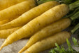 Carrot Seeds - Yellowstone - Alliance of Native Seedkeepers - Carrots