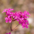 Catchfly Seeds - Alliance of Native Seedkeepers - 3. All Flowers