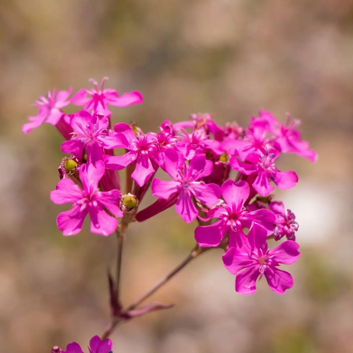 Catchfly Seeds - Alliance of Native Seedkeepers - 3. All Flowers