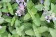 Catnip Seeds - Alliance of Native Seedkeepers - 4. All Herbs